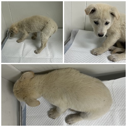 논산시 동물보호센터_444454202501114